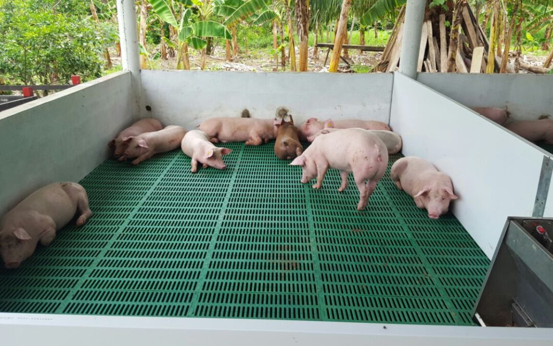 Los pisos plásticos en granjas de cerdos